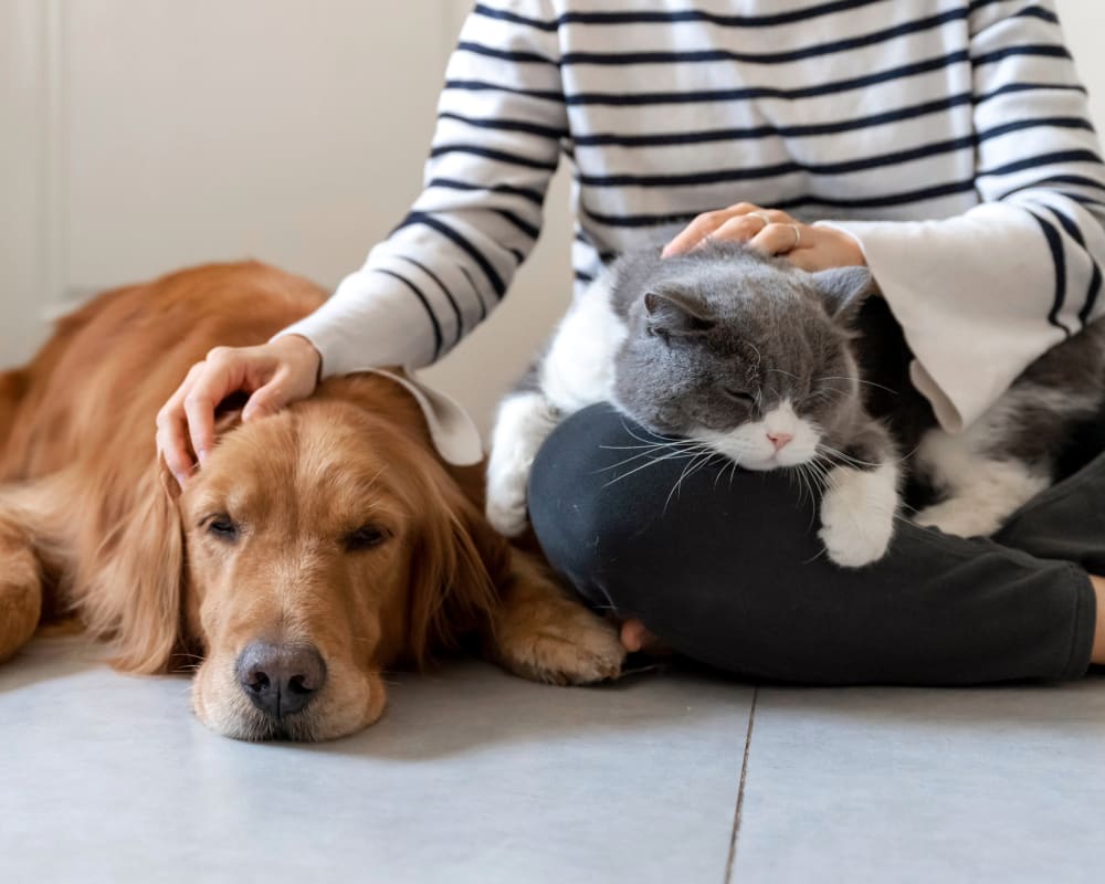 Muskoka Bay Animal Clinic in Gravenhurst